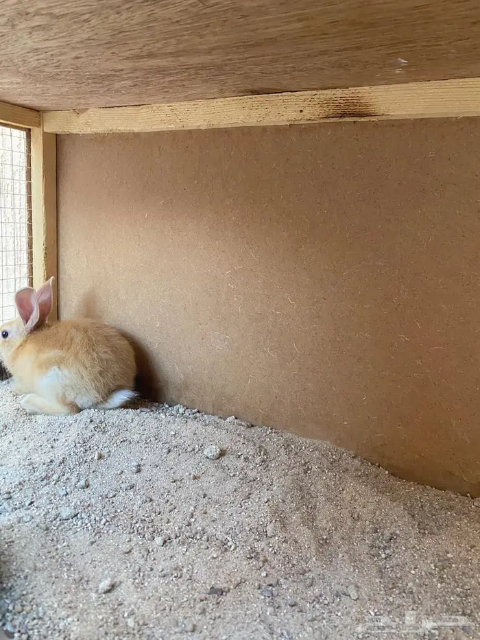 للبيع أرنب قزمية الليفة وقفص 5