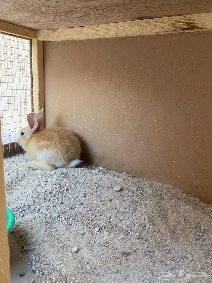 للبيع أرنب قزمية الليفة وقفص 6