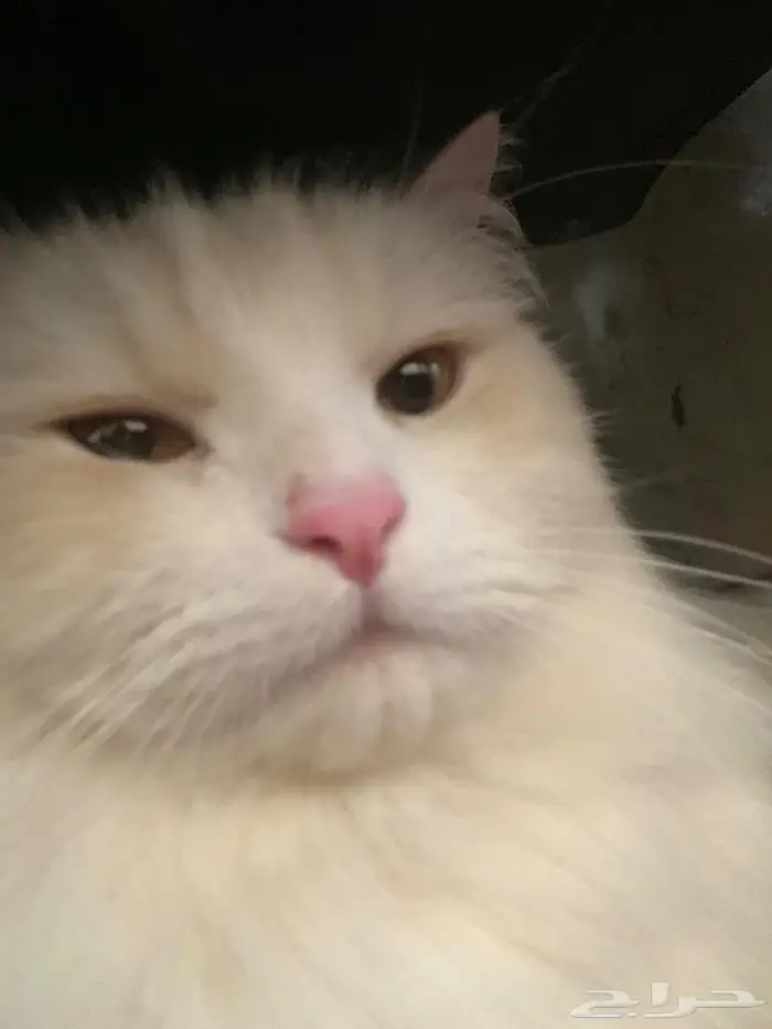 قط ابيض  حليبي مفقود في حي ضاحية الملك فهد الحي 3 0
