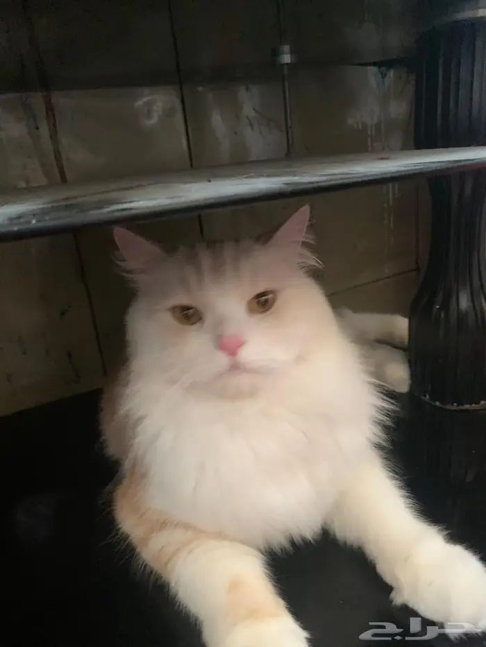 قط ابيض  حليبي مفقود في حي ضاحية الملك فهد الحي 3 1