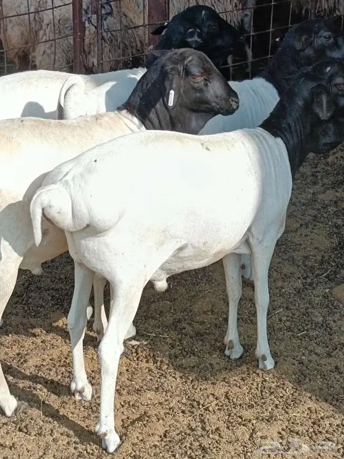 قسم ذبيحتك ع 4 دفعات ابتداء من 177في الشهر 0