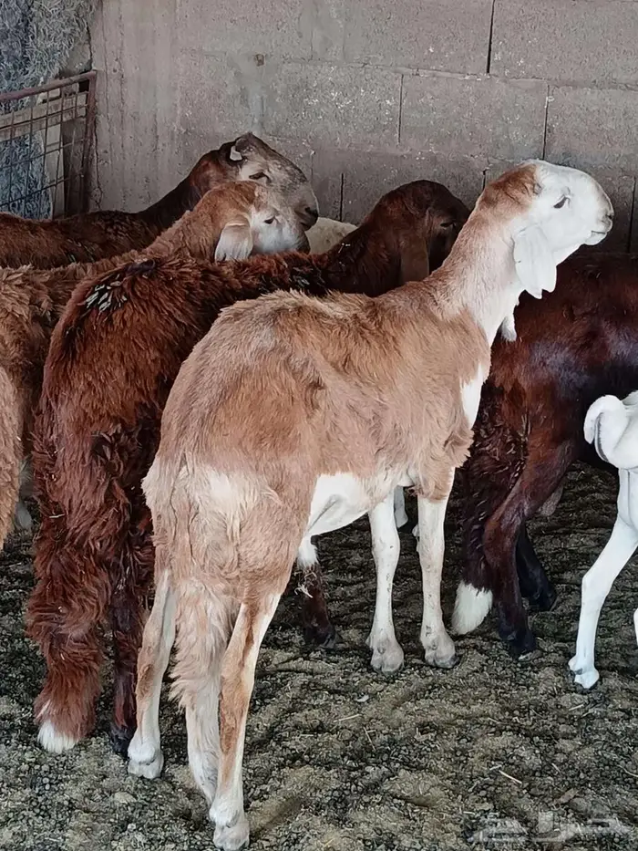 قسم ذبيحتك ع 4 دفعات ابتداء من 177في الشهر 2