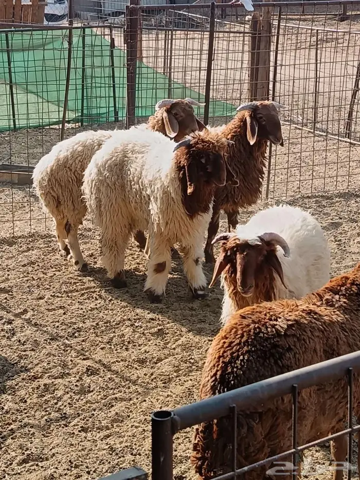 قسم ذبيحتك ع 4 دفعات ابتداء من 177في الشهر 1