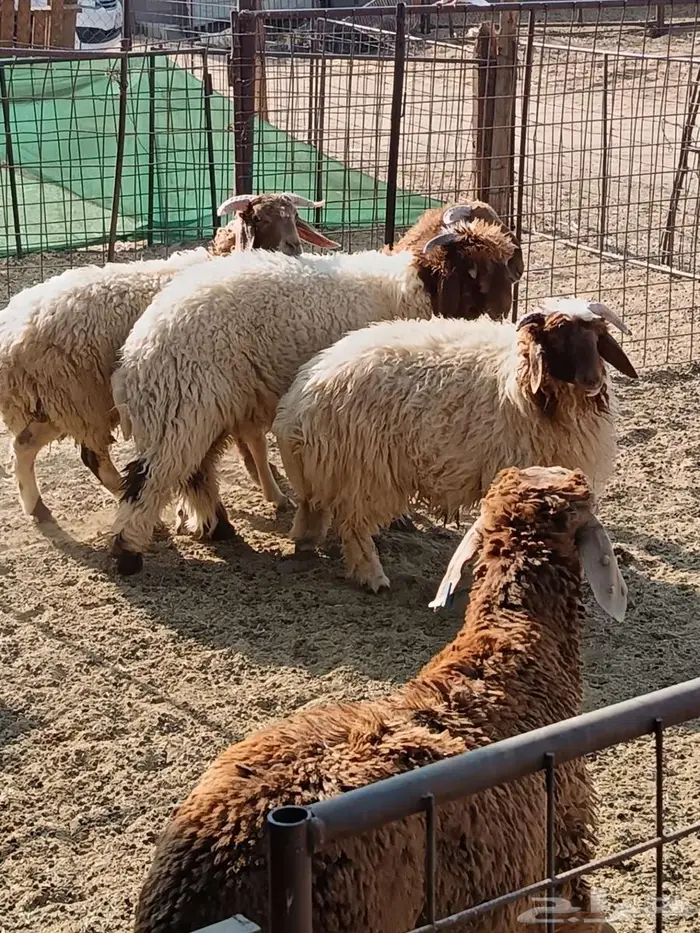 قسم ذبيحتك ع 4 دفعات ابتداء من 177في الشهر 3