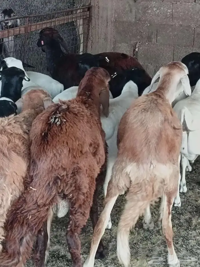 قسم ذبيحتك ع 4 دفعات ابتداء من 177في الشهر 5