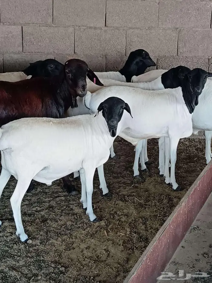 قسم ذبيحتك ع 4 دفعات ابتداء من 177في الشهر 6