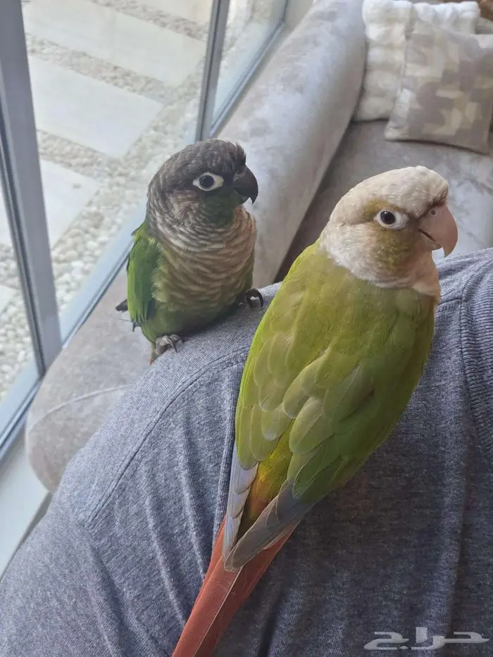 زوج كنيور اليف هدد 2