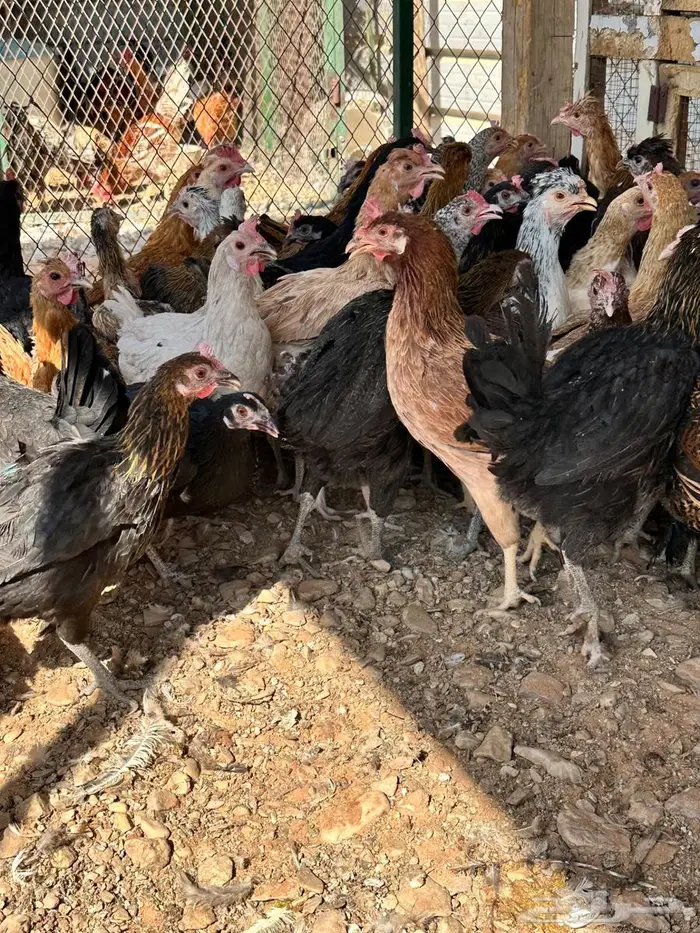 دجاج بلدي بياض 1