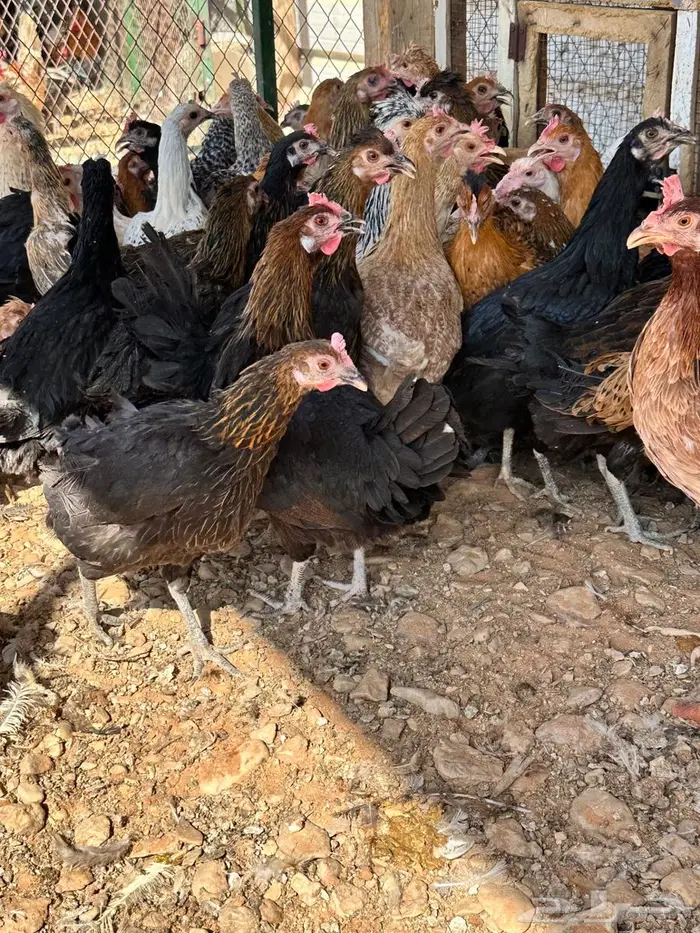 دجاج بلدي بياض 2