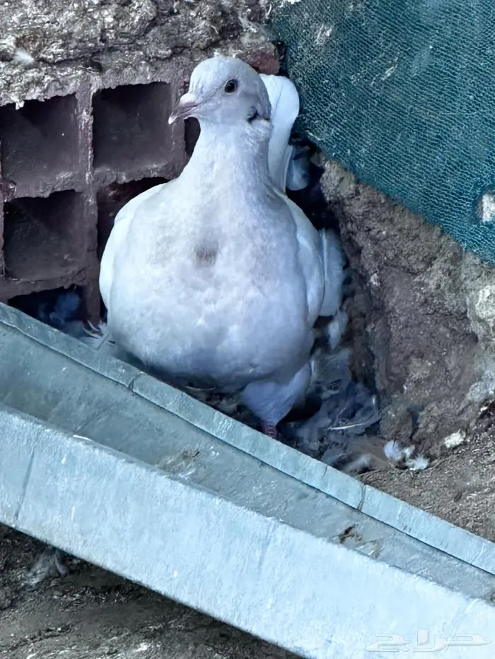 تاكسن مطور - الباحة 0