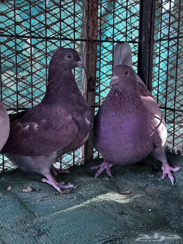 تاكسن مطور - الباحة 3