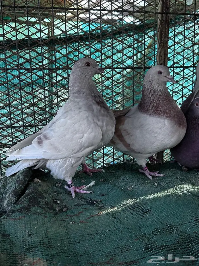 تاكسن مطور - الباحة 2