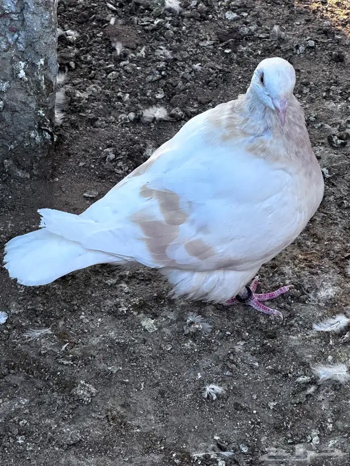 تاكسن مطور - الباحة 4