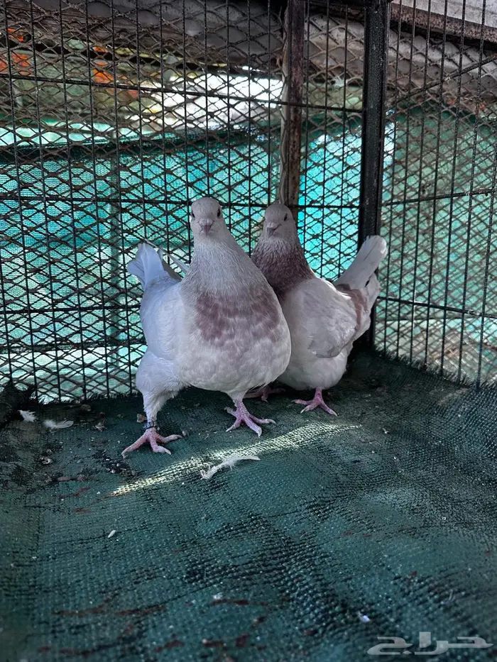 تاكسن مطور - الباحة 5