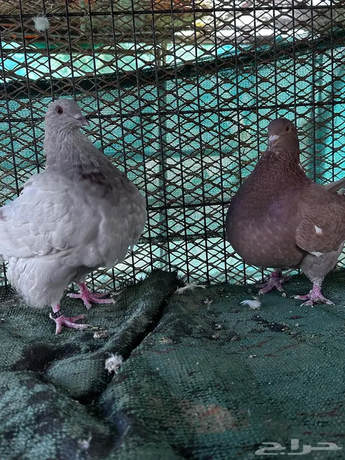 تاكسن مطور - الباحة 6