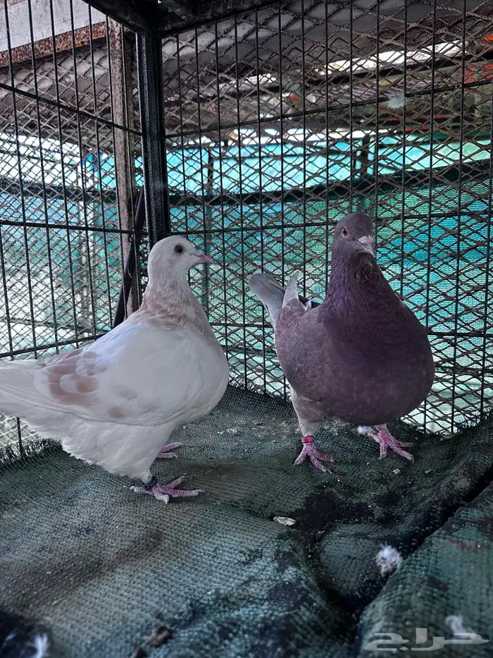 تاكسن مطور - الباحة 7