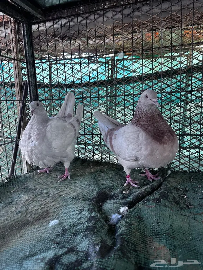 تاكسن مطور - الباحة 8