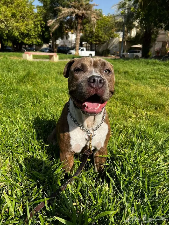 اميريكان بولي American Bully 0