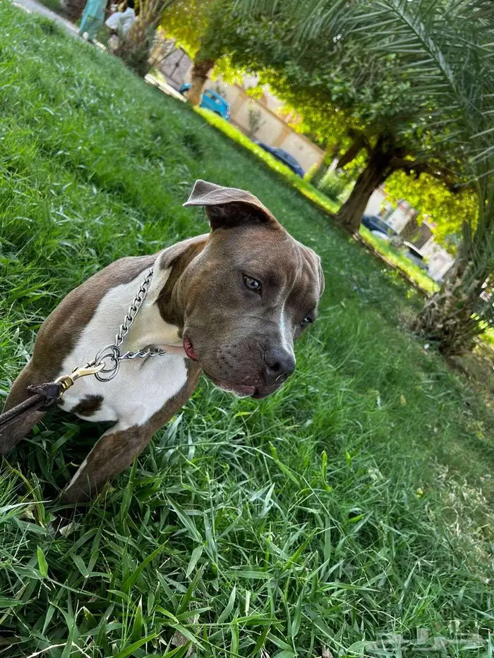 اميريكان بولي American Bully 4