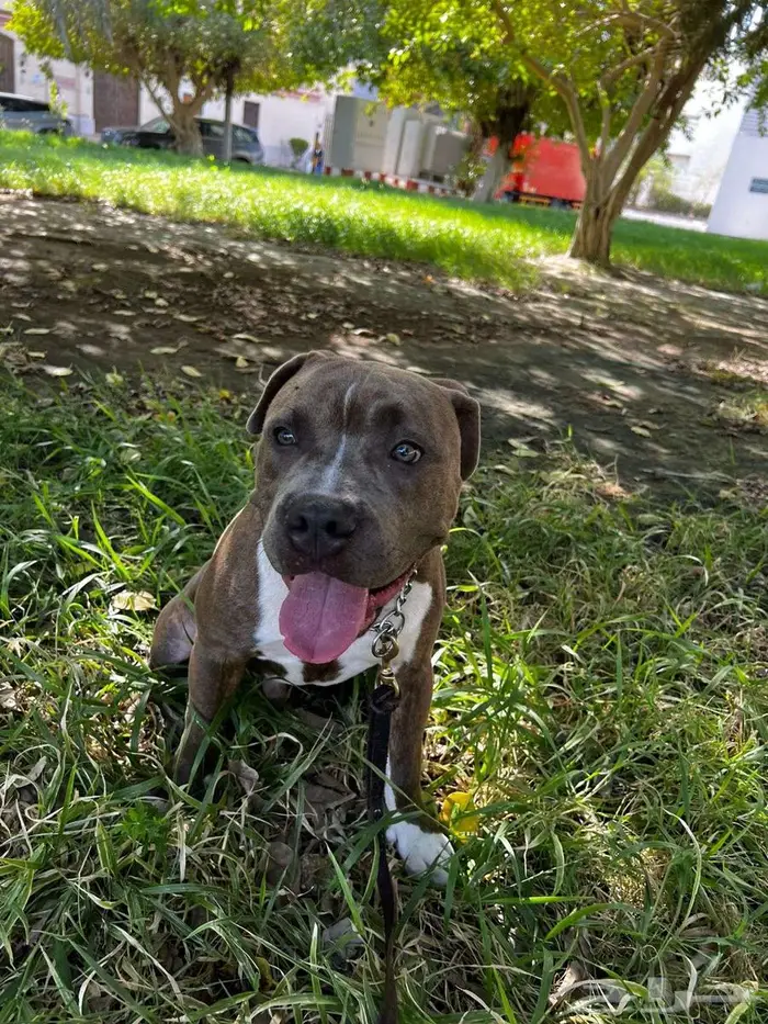 اميريكان بولي American Bully 3