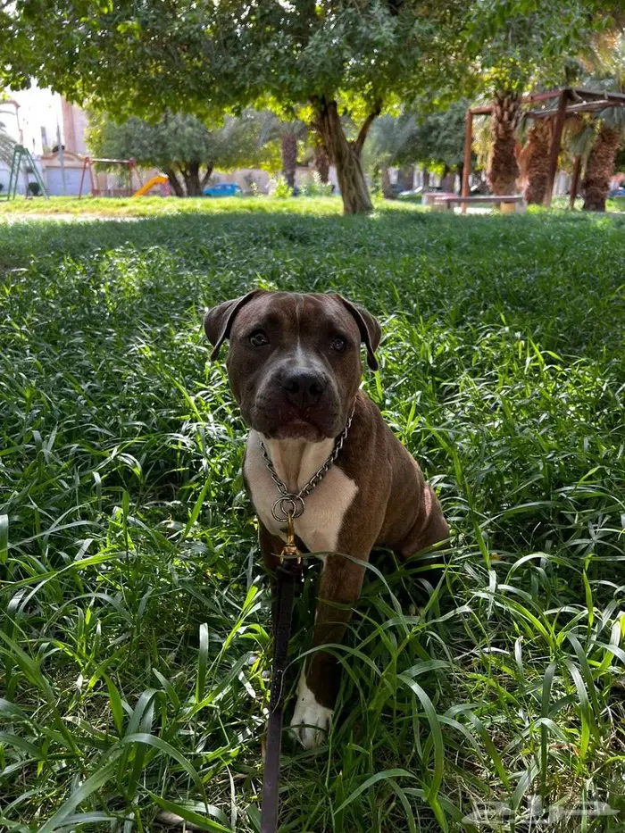 اميريكان بولي American Bully 1