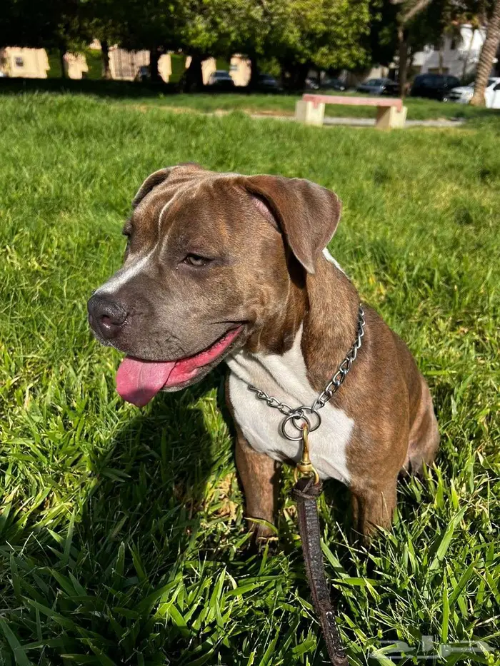 اميريكان بولي American Bully 5