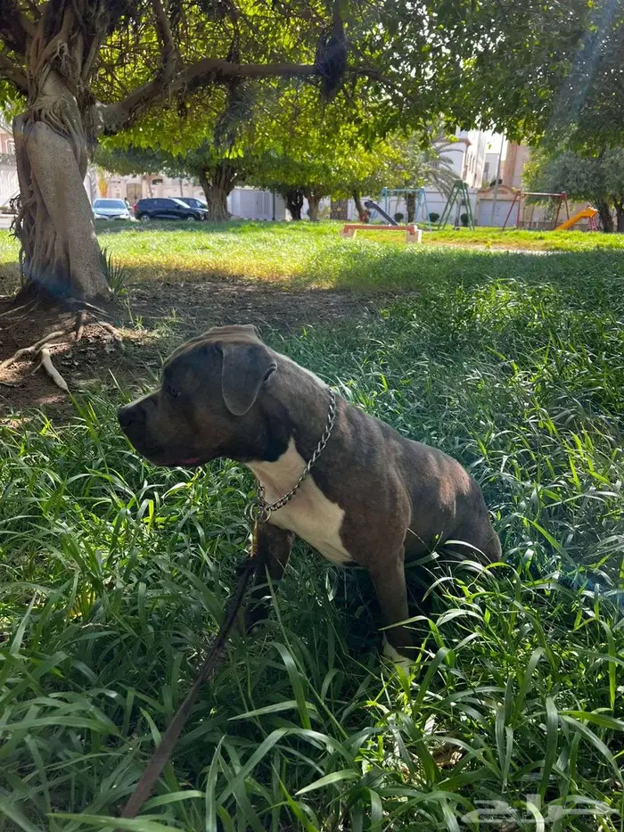 اميريكان بولي American Bully 2