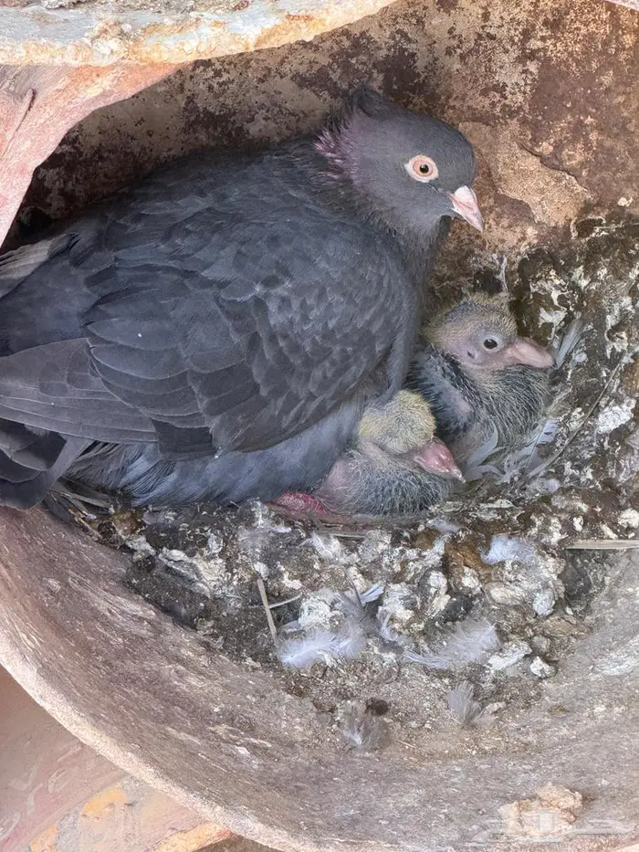 جوز قلابي منتج 2