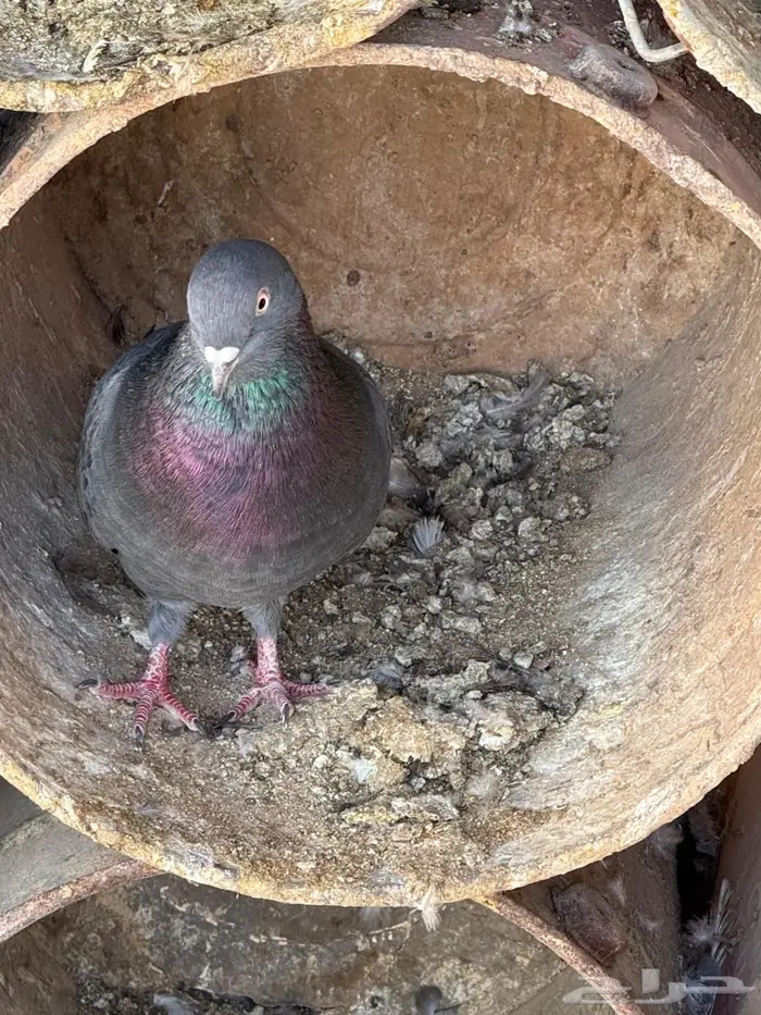 جوز قلابي منتج 0