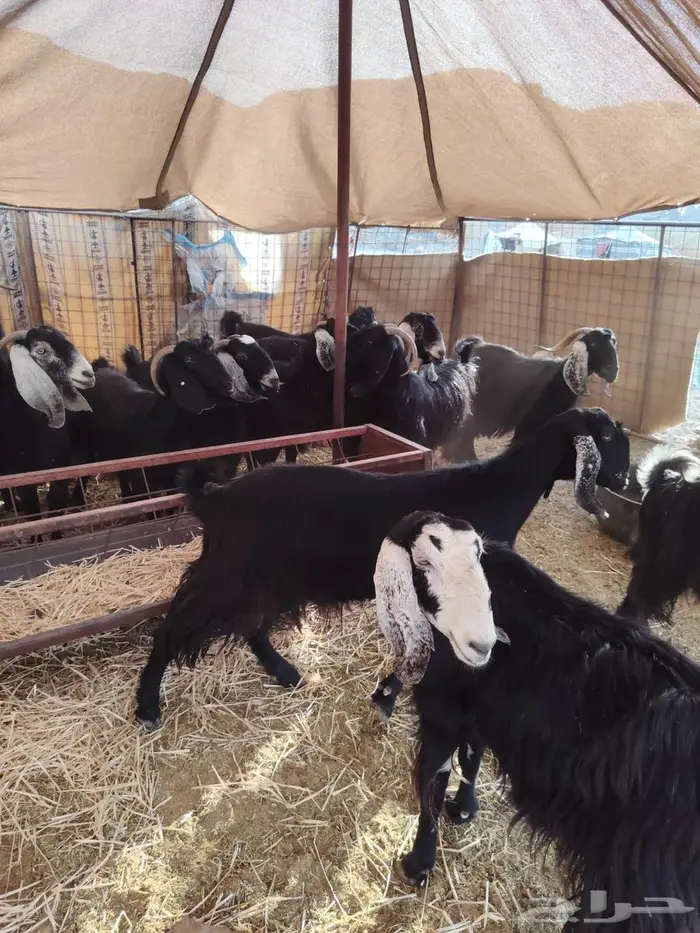 معزا عرضيات 0