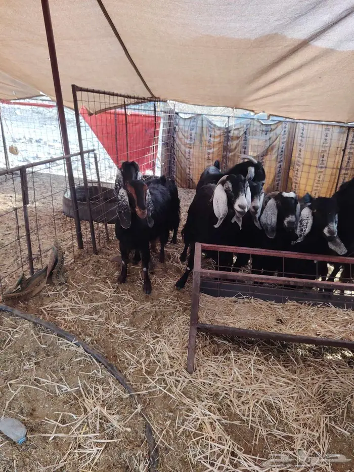 معزا عرضيات 1