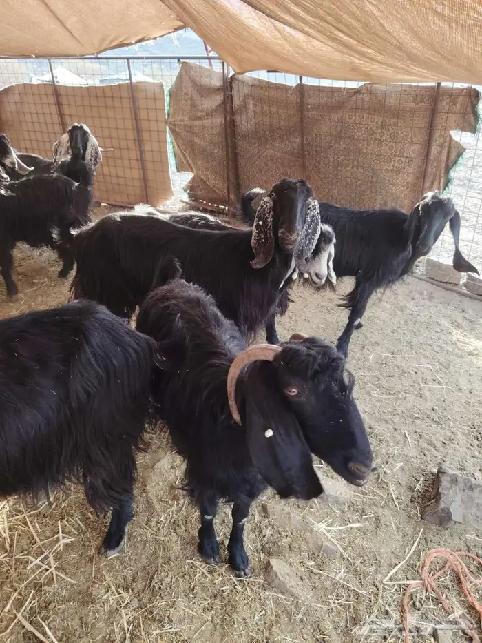 معزا عرضيات 2