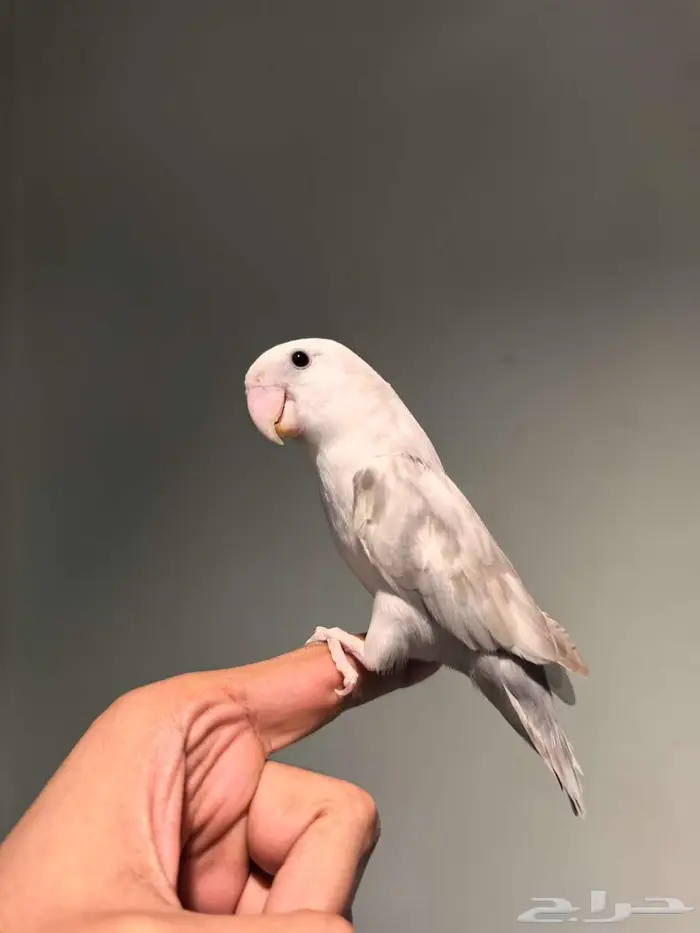 ذكر روز طفره 2