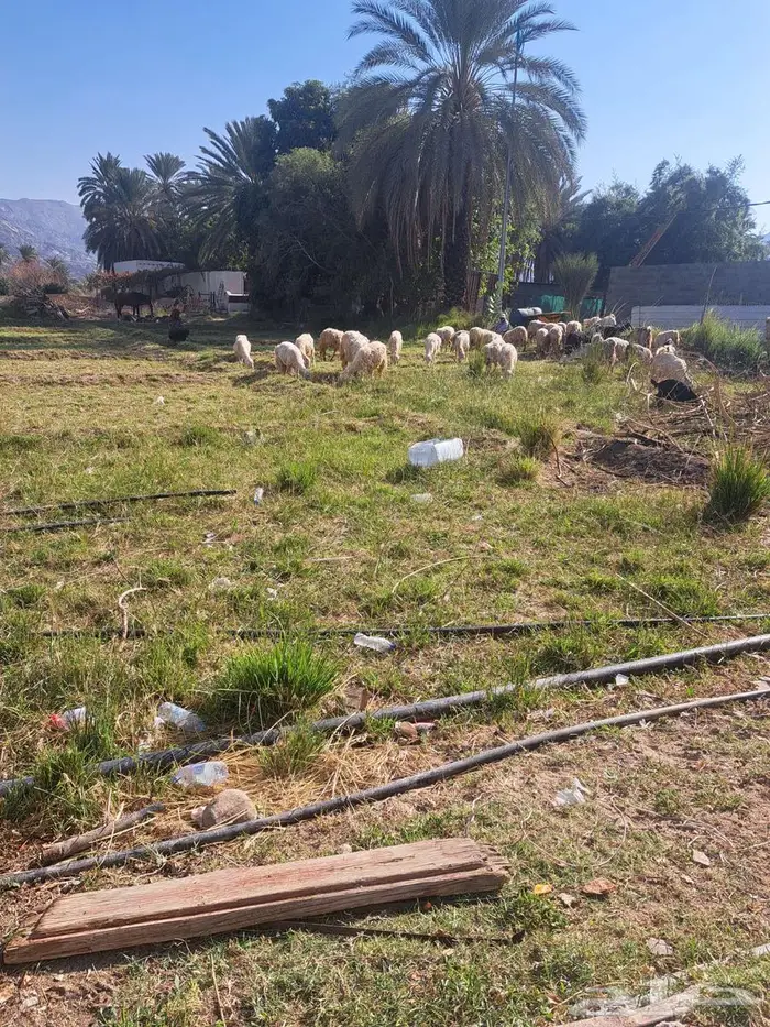 نجران الموفجه 0