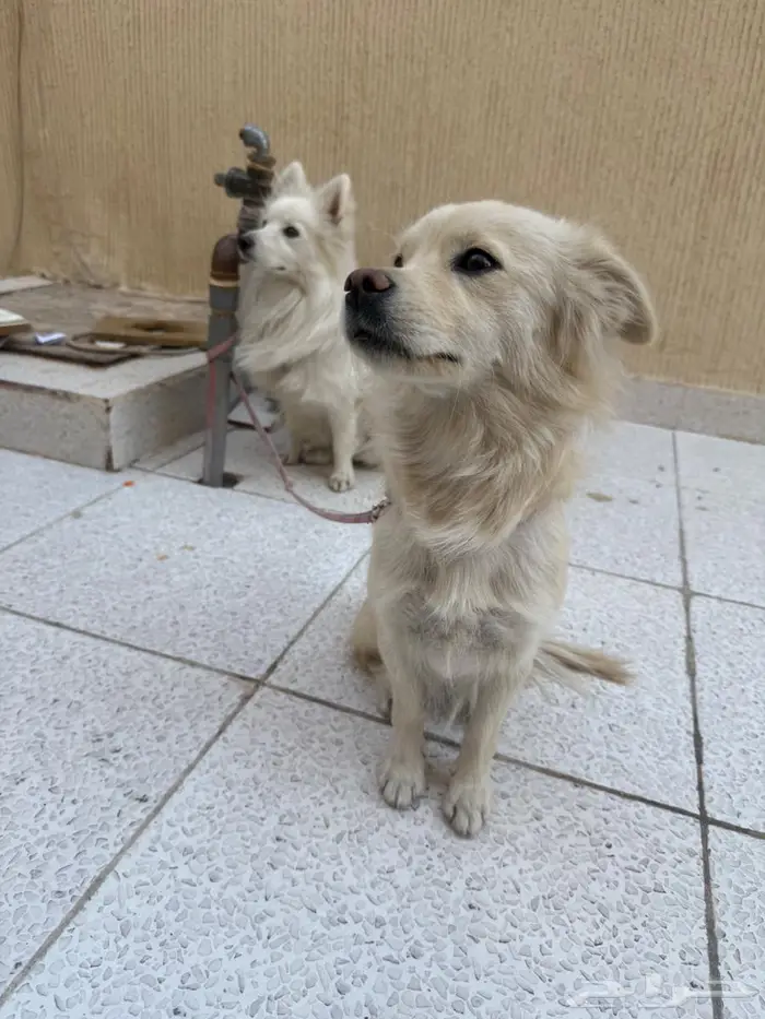 كلاب فرنسيه العمر 8 شهور 0