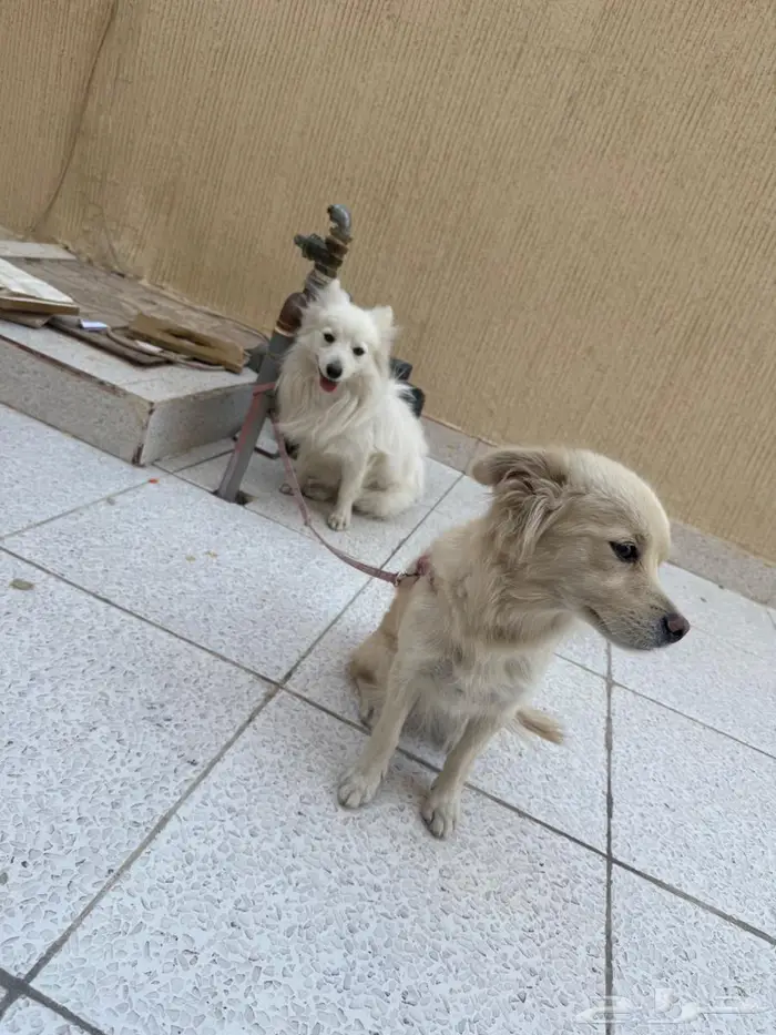 كلاب فرنسيه العمر 8 شهور 1