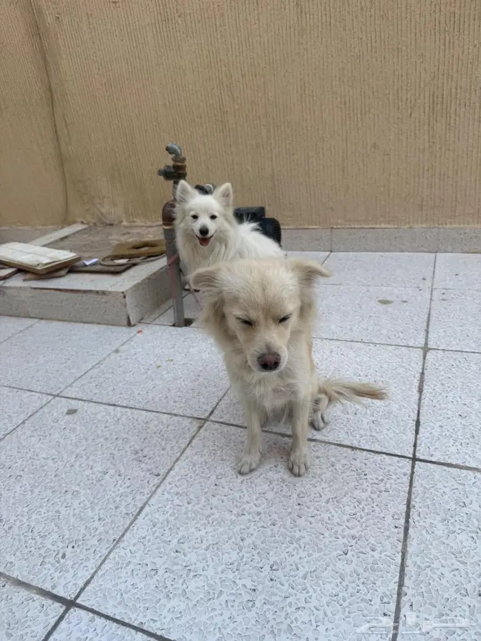 كلاب فرنسيه العمر 8 شهور 2