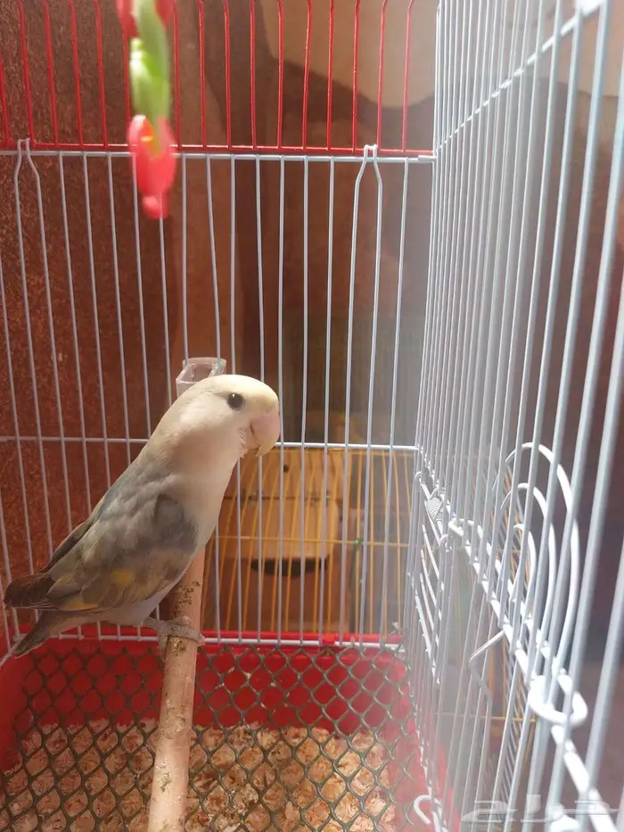 انثى وذكر طيور الروز 2