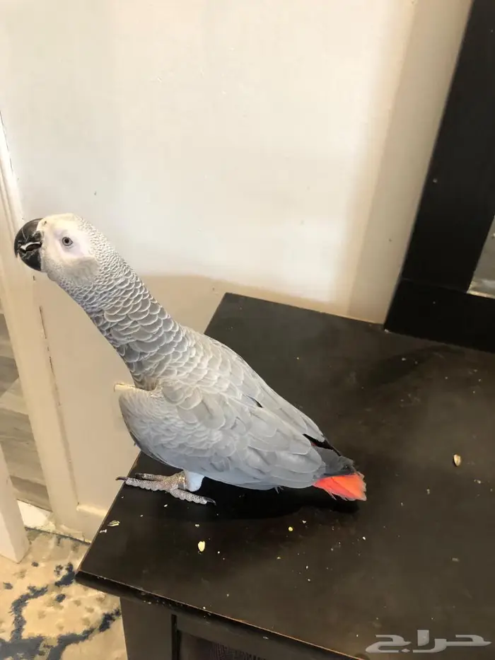ببغاء كاسكو بشهادة تحليل ( انثي ) 0