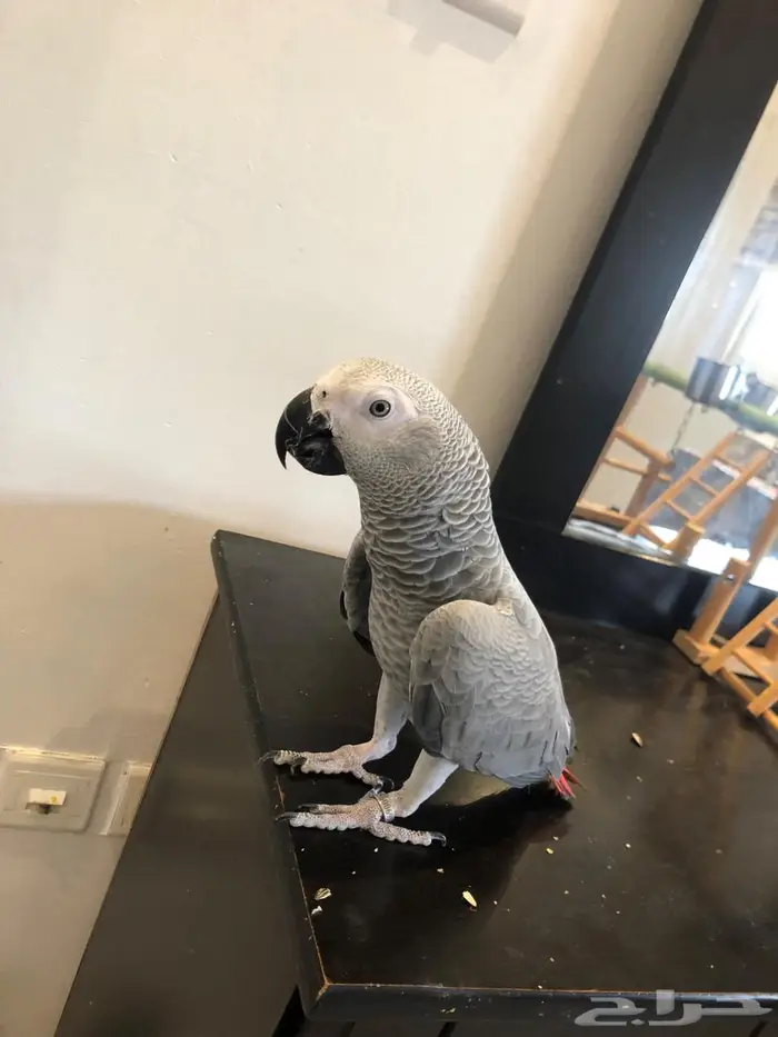 ببغاء كاسكو بشهادة تحليل ( انثي ) 1