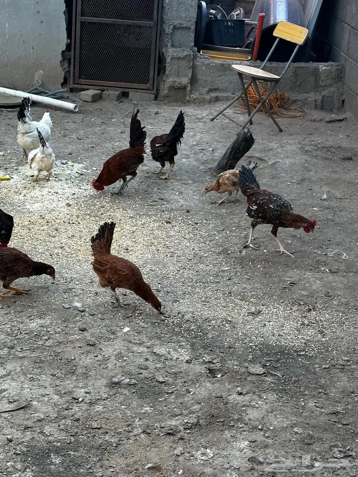 دجاج بلدي للبيع 1