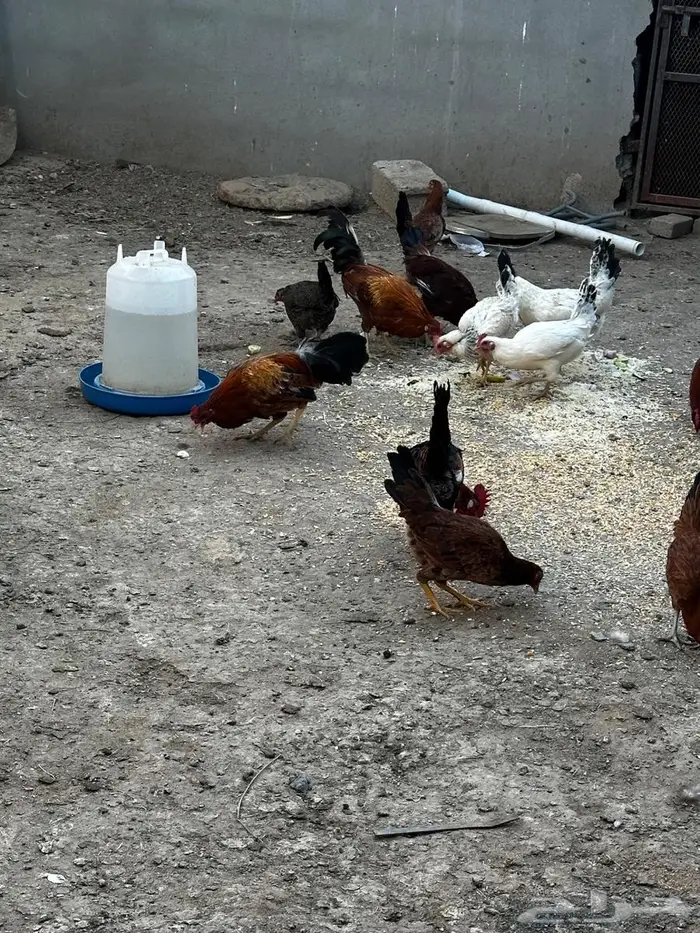 دجاج بلدي للبيع 0