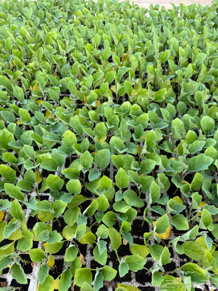 شتلات باذنجان 0