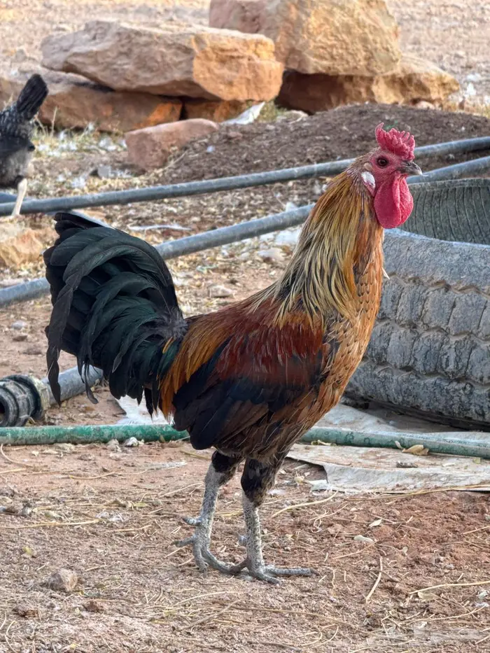 ديك عربي افرق 0