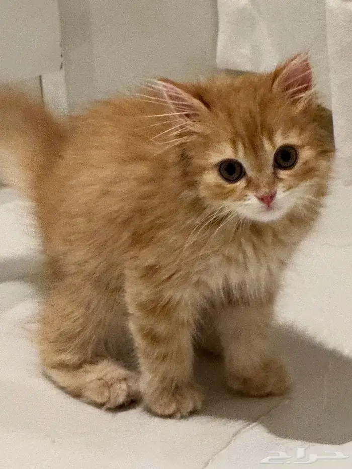 قطة شيرازي للتبني مع أغراضها كاملة 1