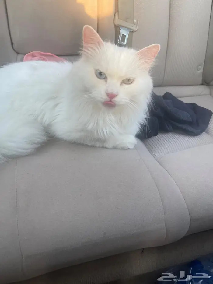 قطة للبيع عين اخضر عين ازرق ملونة العينين 2