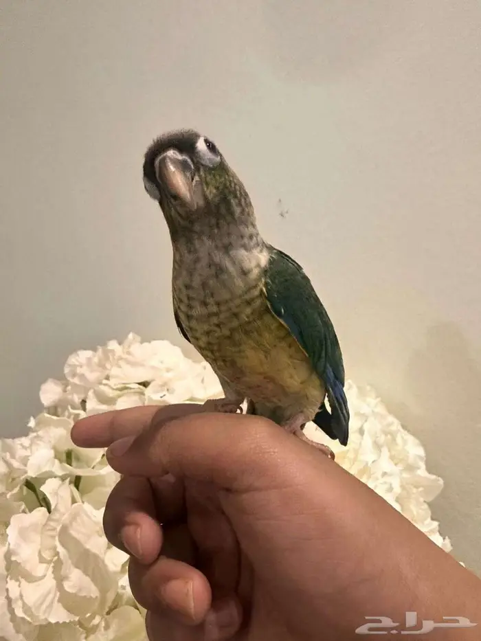 فرخ صن كنيور تركواز مشالله حلوو اليف 0