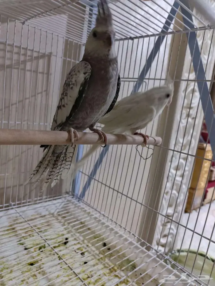 جوز كروان منتج 1