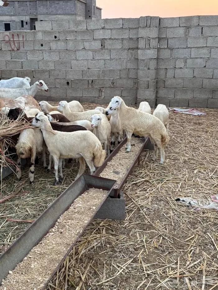 رخال وخرفان 1