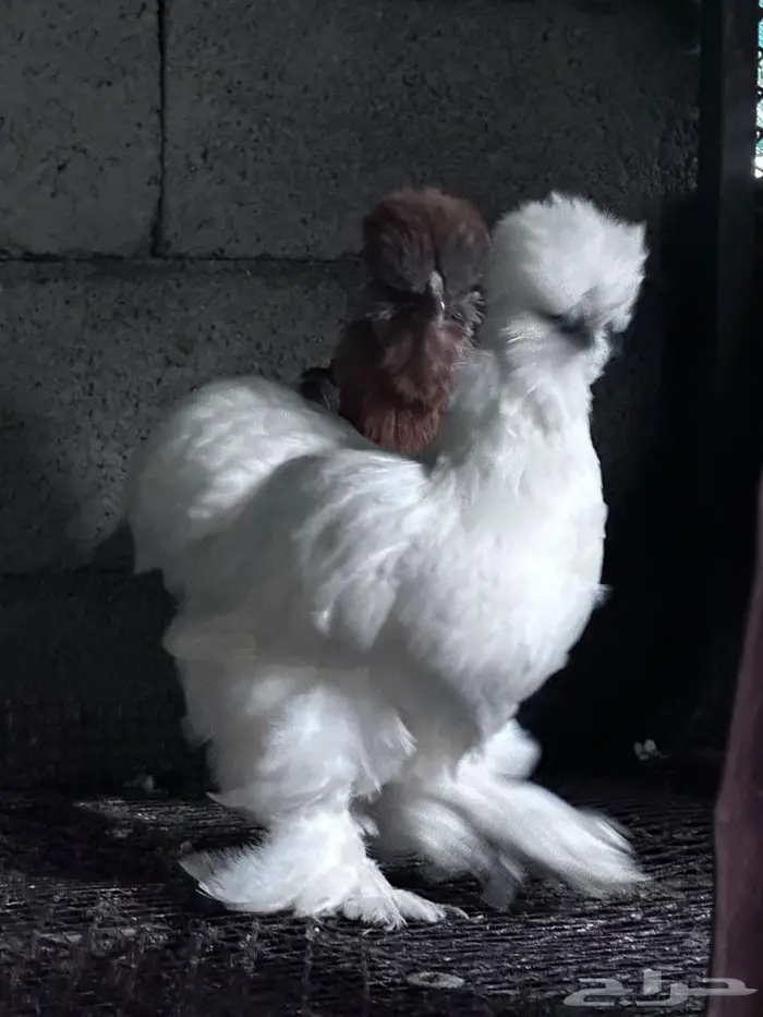 ملتحي نوادر النوادر- الباحة 2